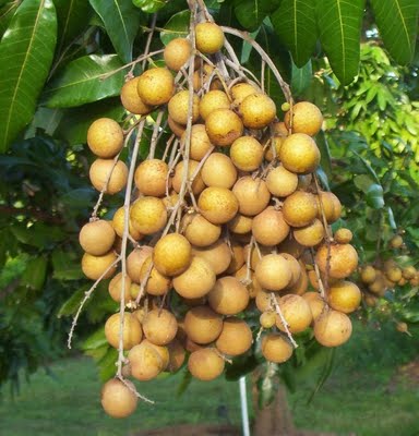 buah dengan nama ilmiah dimocarpus logan atau yang lebi